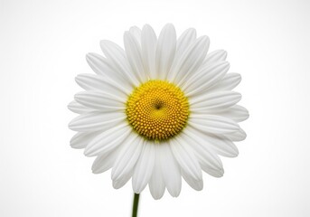 Elegant white daisy bloom with vibrant yellow center on a pristine white background, showcasing natural simplicity and floral beauty