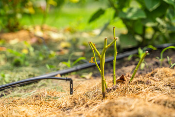 Drip irrigation is applied to a rose bush close-up. Watering plants under the root