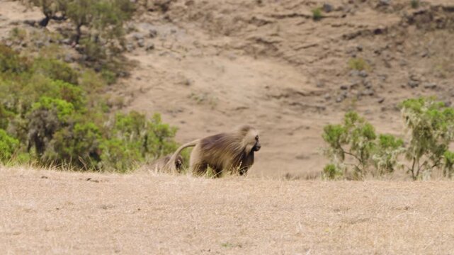 Walking Gelada Monkeys In Simien Mountains National Park, Ethiopia - Wide Shot