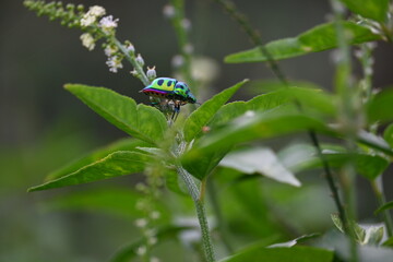 Jewel bugs. Its other names metallic shield bugs and Asian blue jewel bug. It is Scutelleridae is a family of true bugs. Its known brilliant coloration. Bright bugs in the plant. 