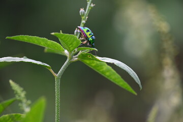 Jewel bugs. Its other names metallic shield bugs and Asian blue jewel bug. It is Scutelleridae is...