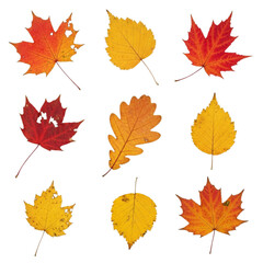 Fototapeta premium Collection of autumn leaves vibrant fall colors maple oak birch isolated transparent background