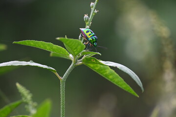 Jewel bugs. Its other names metallic shield bugs and Asian blue jewel bug. It is Scutelleridae is...