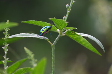 Jewel bugs. Its other names metallic shield bugs and Asian blue jewel bug. It is Scutelleridae is...