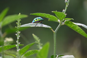 Jewel bugs. Its other names metallic shield bugs and Asian blue jewel bug. It is Scutelleridae is...