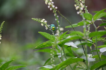Jewel bugs. Its other names metallic shield bugs and Asian blue jewel bug. It is Scutelleridae is...