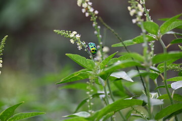 Jewel bugs. Its other names metallic shield bugs and Asian blue jewel bug. It is Scutelleridae is a family of true bugs. Its known brilliant coloration. Bright bugs in the plant. 