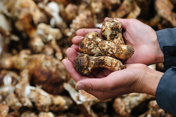 Wild Tricholoma matsutake mushroom in China