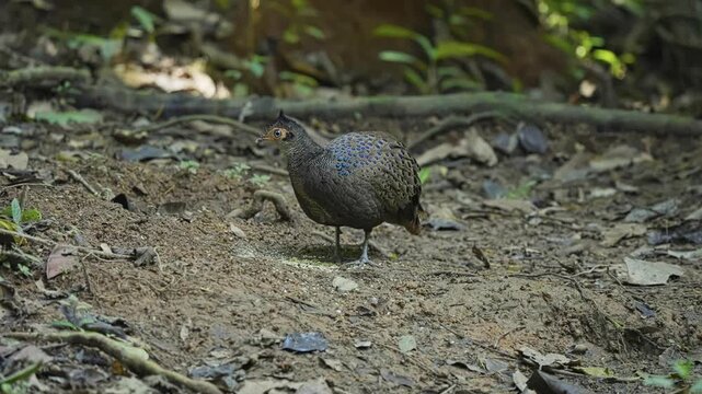 Malayan peacock-pheasant Feeding In The Forest - Close Up