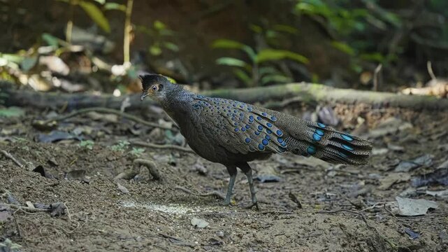 Malayan peacock-pheasant In Tropical Forest - Close Up
