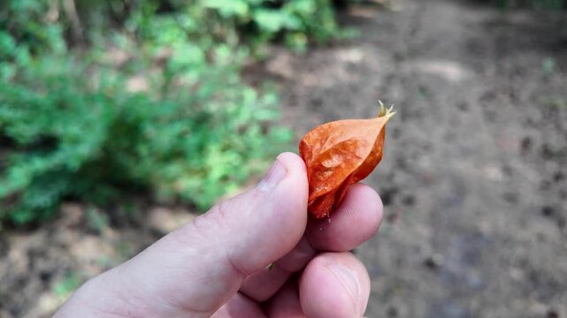 Ciplukan ''Physalis angulata" fruit in someone's hand. Traditional medicine from nature. Physalis alkekengi - orange lanterns of physalis alkekengi among green leaves. physalis alkekengi close-up.