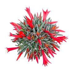 Obraz premium Vibrant Red and Green Creeper Plant, Overhead Studio Shot, Lush Floral Arrangement, Isolated on Black Background