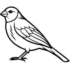 Canary line art vector