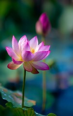 Obraz premium Minimalistic Beautiful Lotus in Full Bloom with Water Reflection, Soft Warm Morning Light, Raining Day, Bright Bokeh Background, Ample Negative Space for Text or Branding, Peaceful and Natural Composi