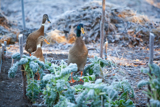 Indian Runner duck in permaculture garden, in winter