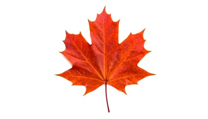 Vibrant autumn maple leaf on white background