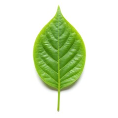 Obraz premium A single, vibrant green leaf with prominent veins, isolated on a clean white background.