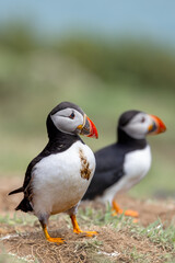 Dirty little atlantic puffin 