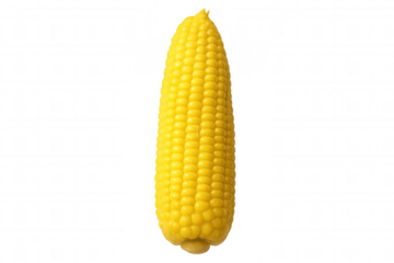 Yellow corn cob displaying plump kernels, ripe and glossy, cut from fresh ear against clean transparent background, highlighting natural golden color