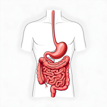 Detailed anatomical illustration of the human digestive system with labeled organs including stomach and intestines, medical educational diagram in high definition digital art