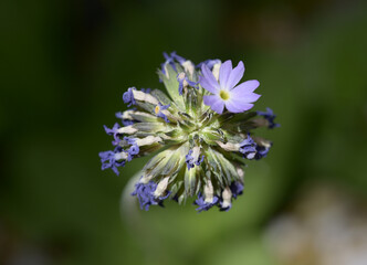 プリムラ・デンティクラタ