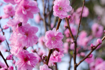 Red plum blossoms in full bloom