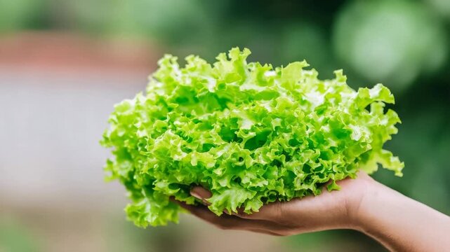 Fresh green lettuce held in hand, symbolizing healthy eating and organic gardening, evokes themes of nature and sustainability, perfect for Earth Day or eco-friendly content