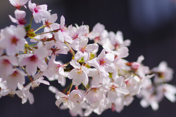 Obraz premium Cherry blossoms in full bloom