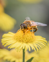 Macro Shot of a Drone Fly Pollinating Yellow Flower – Nature, Ecology & Wildlife Detail