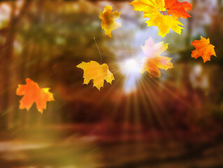 Beauty yellow and orange autumn leaves in sunlight .Natural autumn background