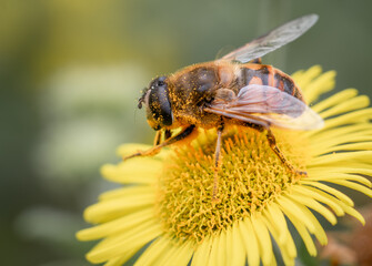 Macro Shot of a Drone Fly Pollinating Yellow Flower – Nature, Ecology & Wildlife Detail