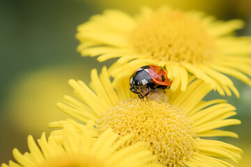 Macro photo of a ladybug on a yellow flower