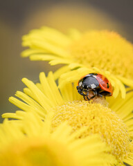 Macro photo of a ladybug on a yellow flower
