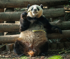 Fototapeta premium One giant panda in the zoo