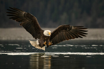 Bald Eagle Stretching its Talons to Grab a Fish from Water Surface