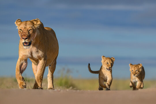 Lioness Walking With Her Two Young Cubs Running Behind Her