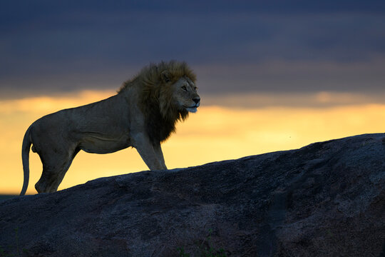 Male Lion Standing Atop a Rock at Sunset