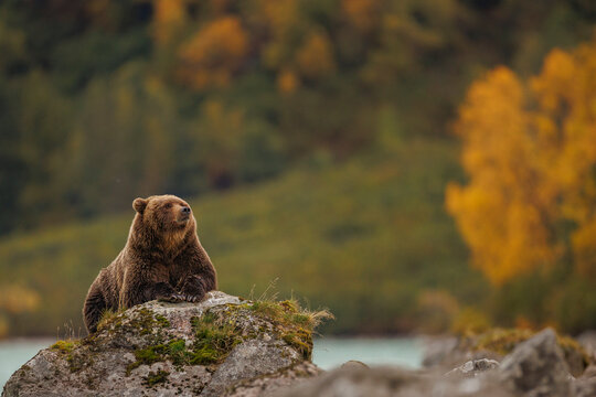 Coastal Brown Bear Looks Upward While Resting on a Lakeshore Rock