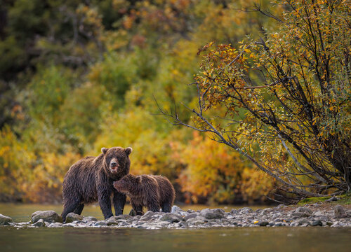Coastal Brown Bear Mom and Cub Feeding on Lakeshore