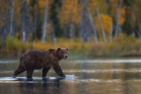 Coastal Brown Bear Walking Through Shallow Lake Waters