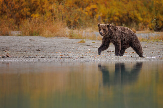 Coastal Brown Bear Foraging for Salmon Along Lake Shoreline