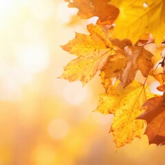 Fototapeta premium Autumn leaves in warm sunlight, bringing with them the coziness of the fall season