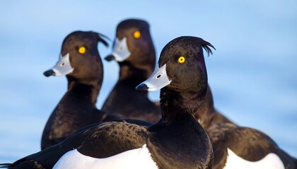 Fototapeta premium Three Tufted Ducks With Bright Yellow Eyes Huddled Together.
