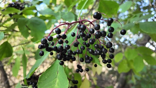 beautiful clusters of elderberry. black elderberry. black berries on a bush. footage in high definition. video 4k. black berries berries on a bush. dried black berries.