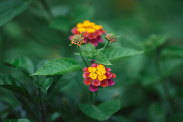 Lantana camara