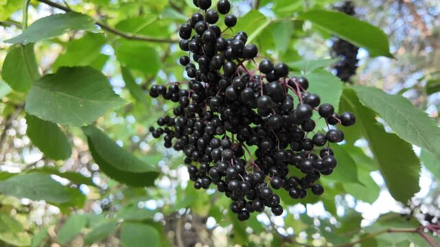 beautiful clusters of elderberry. black elderberry. black berries on a bush. footage in high definition. video 4k. black berries berries on a bush. dried black berries.