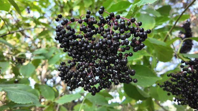beautiful clusters of elderberry. black elderberry. black berries on a bush. footage in high definition. video 4k. black berries berries on a bush. dried black berries.