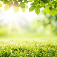 sun shining through green foliage in a sunny environment and grass on the ground