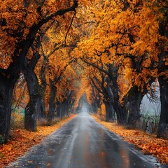 Autumn road landscape with orange leaves and trees on a rainy day scenic drive wallpaper background