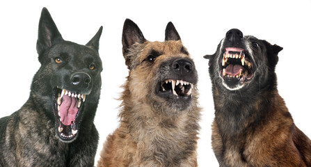 aggressive dogs in studio